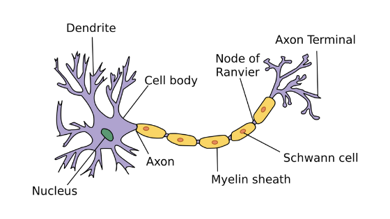 Myelin and Neuroplasticity - Growth Mindset